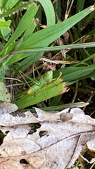 Conocephalus brevipennis