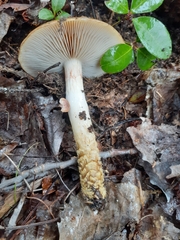 Cortinarius trivialis