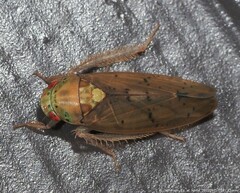 Ponana quadralaba