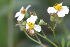 Copestylum sexmaculatum