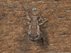 Pseudoedophrys hilleri