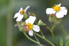 Copestylum sexmaculatum