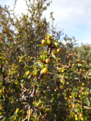 Berberis microphylla