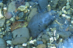 Potamopyrgus antipodarum