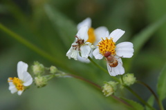 Copestylum sexmaculatum