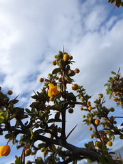 Berberis microphylla