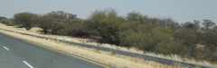 Prosopis glandulosa