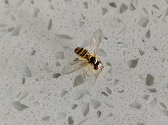 Allograpta