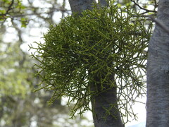 Misodendrum punctulatum