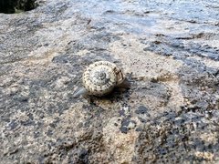 Marmorana serpentina