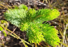 Erica viscaria