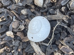 Helminthoglypta