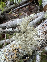 Ramalina americana