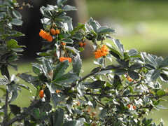 Berberis ilicifolia