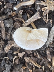 Helminthoglypta