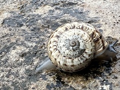 Marmorana serpentina