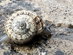 Marmorana serpentina