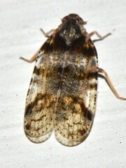 Fulgoromorpha