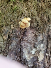 Pleurotus citrinopileatus
