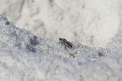 Laphystia texensis
