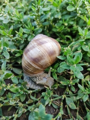 Helix pomatia