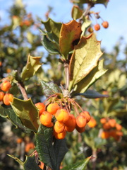 Berberis ilicifolia