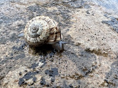 Marmorana serpentina