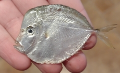 Selene setapinnis