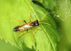 Tenthredo campestris