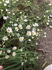 Symphyotrichum pilosum pilosum