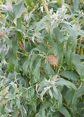 Buddleja davidii