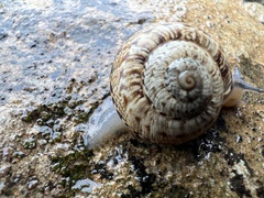 Marmorana serpentina