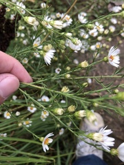 Symphyotrichum pilosum pilosum