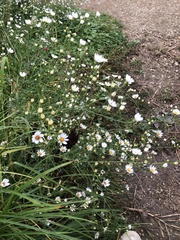 Symphyotrichum pilosum pilosum