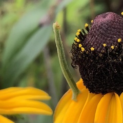 Chlorochlamys chloroleucaria