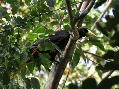 Psarocolius decumanus