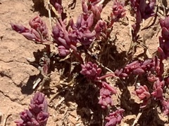 Halogeton glomeratus