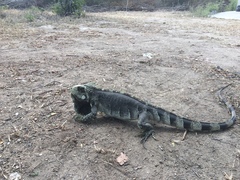Iguana iguana