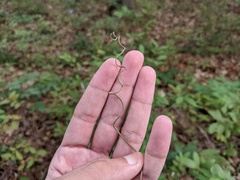Wisteria sinensis