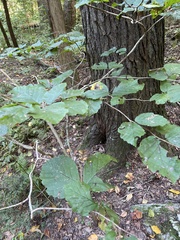 Hamamelis