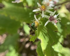 Agapostemon sericeus