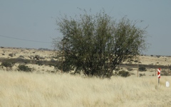 Prosopis glandulosa