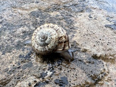 Marmorana serpentina