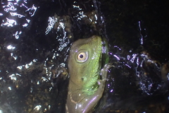 Physignathus cocincinus