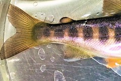 Oncorhynchus kisutch