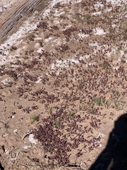 Halogeton glomeratus