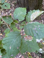 Hamamelis