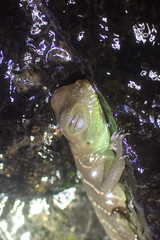 Physignathus cocincinus