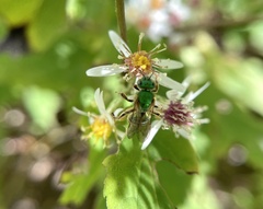 Agapostemon sericeus