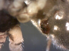 Cryptachaea blattea